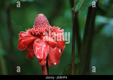 Rote Lampe Ingwer Blume, Hawaii Stockfoto