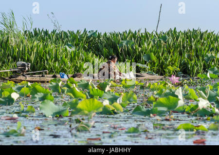 Lokale Dorfbewohner Ernte Lotoswurzeln als besondere Zutat für lokale Lebensmittel im Süden von Thailand Stockfoto