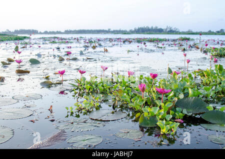 Pool von rosa Lotusblumen in einem lokalen See im südlichen Teil von Thailand Stockfoto