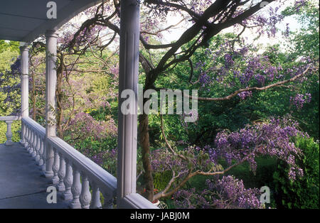 Blauregen wchst ber den Balkon eines alten Hauses in die Blue Mountains,  Sydney, New South Wales, Australien Stockfotografie - Alamy