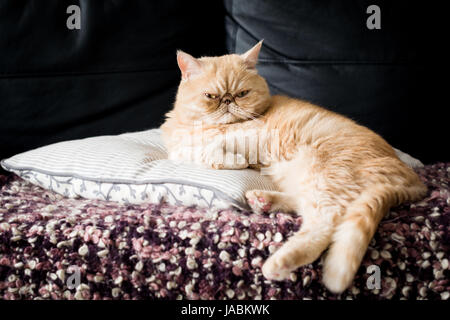 Lustige Ingwer exotisch Kurzhaar Perserkatze auf einem Kissen sitzen. Detailansicht Stockfoto