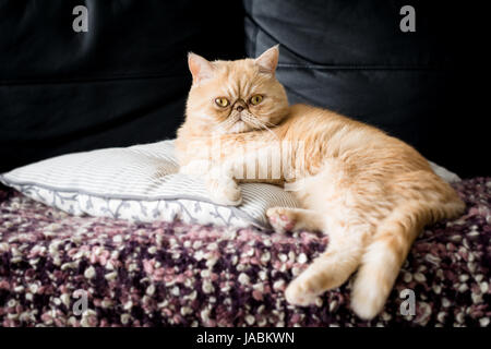 Lustige Ingwer exotisch Kurzhaar Perserkatze auf einem Kissen sitzen. Detailansicht Stockfoto