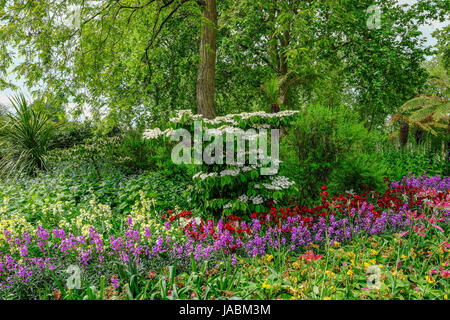 Beet mit schönen Frühling Blume Display. horizontalen Schuss. Stockfoto