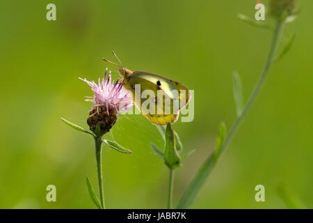 Weibliche gelbling auf größere Flockenblume/weiblich getrübt auf Sumpf Flockenblume Stockfoto