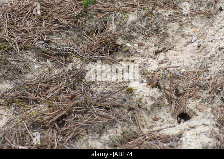 Trächtige weibliche Zauneidechse (Lacerta Agilis) in der Nähe ihrer Eiablage Graben im sand Stockfoto