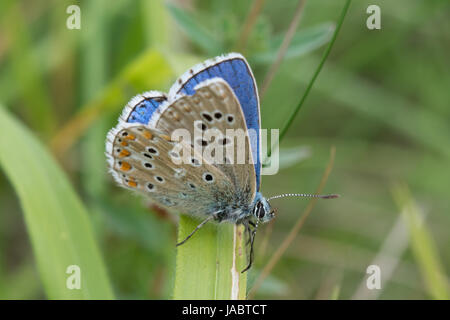 Nahaufnahme eines männlichen adonis-Blauschmetterlings (Polyommatus bellargus), Großbritannien Stockfoto