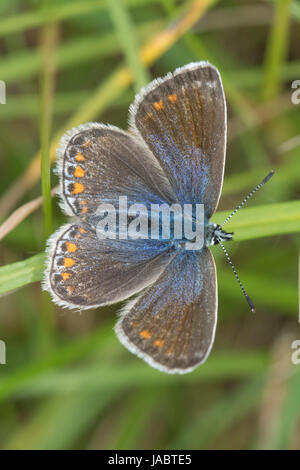 Nahaufnahme des weiblichen adonis-Blauschmetterlings (Polyommatus bellargus), Großbritannien Stockfoto