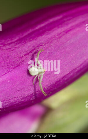 Nahaufnahme von einer weißen Krabbenspinne (Thomisidae SP.) auf einer bunten Fingerhut (Digitalis Purpurea) Blume Stockfoto