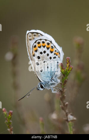 Nahaufnahme eines männlichen silberbesetzten blauen Schmetterlings (Plebejus argus) mit Tautropfen, Großbritannien Stockfoto
