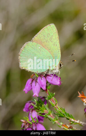 Nahaufnahme der grüne Zipfelfalter Schmetterling (Callophrys Rubi) auf bunten Glocke Heidekraut (Erica Cinerea) Stockfoto