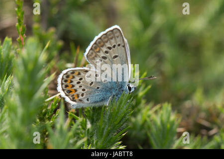 Nahaufnahme eines männlichen silberbesetzten blauen Schmetterlings (Plebejus argus), Großbritannien Stockfoto