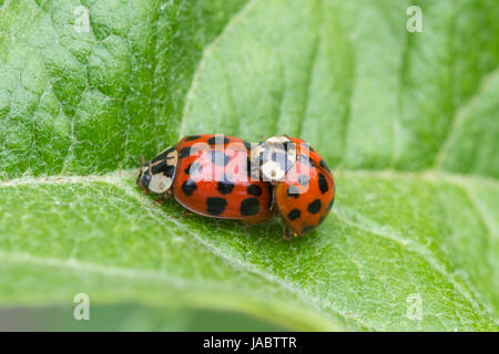 Paarung zweier Harlekin-Marienkäfer (Harmonia Axyridis) Stockfoto