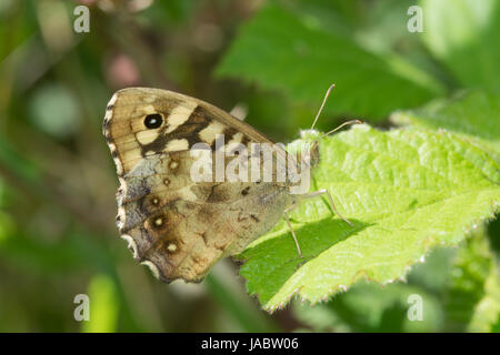 Nahaufnahme der gesprenkelten Holz Schmetterling (Pararge Aegeria) thront auf einem Blatt - Seitenansicht Stockfoto