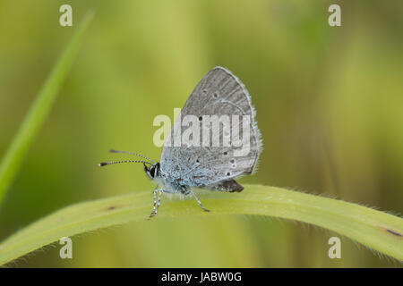 Kleiner blauer Schmetterling (Cupido ZIP) thront auf einem Rasen Stockfoto