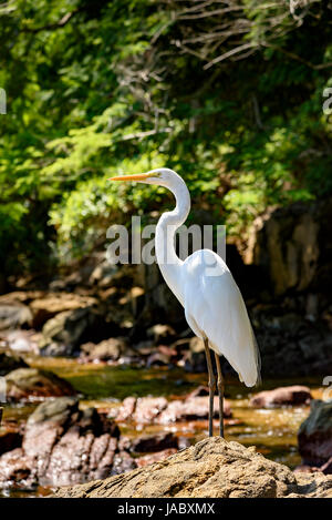 Weißer Reiher sitzt auf den Felsen neben dem Wald und Meerwasser Stockfoto