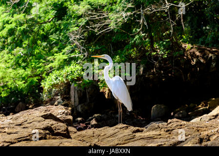 Weißer Reiher sitzt auf den Felsen neben dem Wald Stockfoto