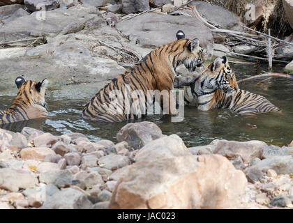 Mutter / Tigerin in einem Stream mit ihr junges und verspielt Stockfoto