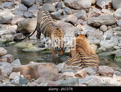 Mutter / Tigerin in einem Stream mit ihr junges und verspielt Stockfoto