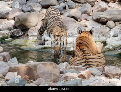 Mutter / Tigerin in einem Stream mit ihr junges und verspielt Stockfoto