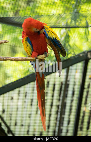 Crimson Ara sitzen auf Zweig, Zoo-Tier, Haustier Stockfoto