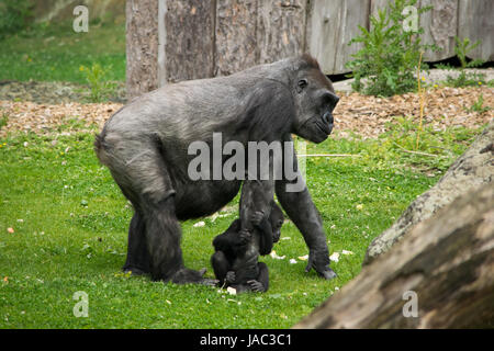 Gorilla Mit Baby, Babygorilla, Gorillababy, Gorilla mit baby Stockfoto