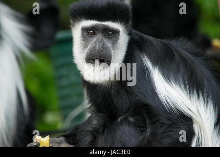 Guereza, Mantelaffe, Jaguaren Guereza, östlichen schwarz-weißen Stummelaffen Stockfoto