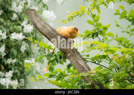 Goldener Löwe Tamarin, goldene Marmoset, Goldenes Löwenäffchen in Wunderschöner Umgebung Stockfoto