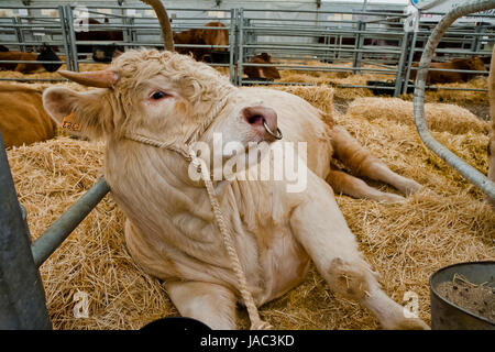 Bull Rindfleisch Charolais zu züchten, ist ein Rennen, das eine sehr gutes Fleisch-Konformation, Pozoblanco, Provinz Córdoba, Andalusien, Spanien Stockfoto