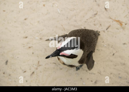 Pinguin Im Sand, Pinguin in Den Sand, Pinguin von oben Stockfoto