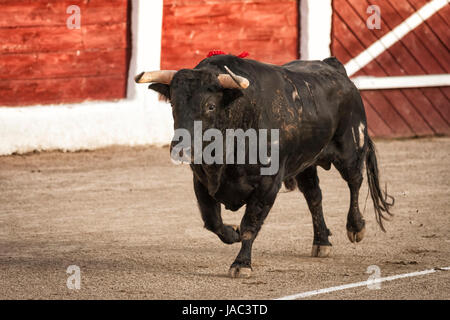 Linares, Provinz Jaen, Spanien - 28. August 2011: Stier über 650 Kg galoppieren im Sand recht, wenn ich gerade aus dem Großraum, in dem Linares bullr Stockfoto