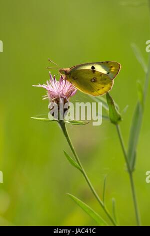 Weibliche gelbling auf größere Flockenblume/weiblich getrübt auf Sumpf Flockenblume Stockfoto