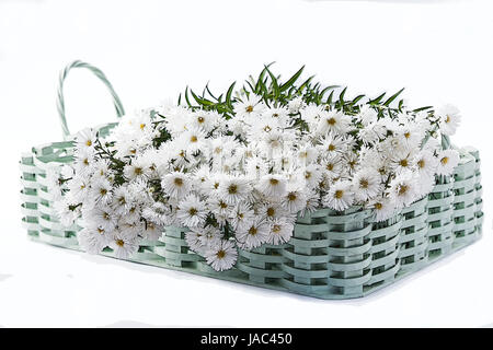 Korb mit ein paar weiße Astern Blumen Blumen Stockfoto