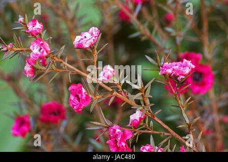 Fuchsia Leptospermum Scoparium Blume Stockfoto
