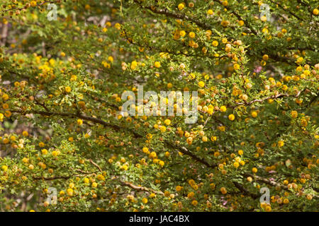 Akazie Constricta in voller Blüte Stockfoto