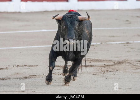 Linares, Spanien - 28. August 2010: Erfassung der Figur eines mutigen Stieres Haare schwarze Farbe in einen Stierkampf, Spanien Stockfoto