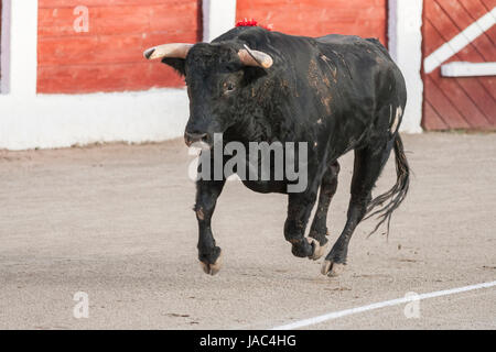 Linares, Spanien - 28. August 2010: Erfassung der Figur eines mutigen Stieres Haare schwarze Farbe in einen Stierkampf, Spanien Stockfoto