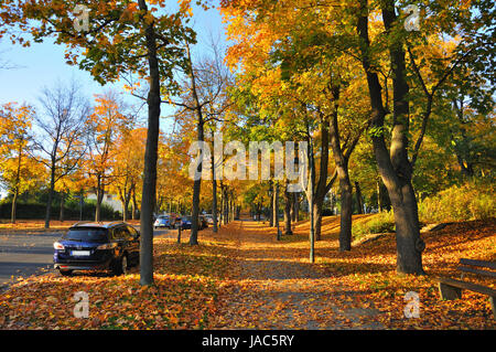 Gasse mit gelben Ahorne in Fulda, Hessen, Deutschland Stockfoto