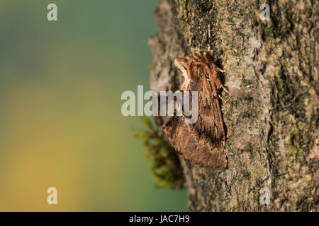 Kamelspinner, Kamel-Zahnspinner, Kamelzahnspinner, Ptilodon Capucina, Lophopteryx Capucina, Coxcomb Prominente, La Crête de Coq, Zahnspinner, Notodonti Stockfoto