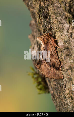 Kamelspinner, Kamel-Zahnspinner, Kamelzahnspinner, Ptilodon Capucina, Lophopteryx Capucina, Coxcomb Prominente, La Crête de Coq, Zahnspinner, Notodonti Stockfoto