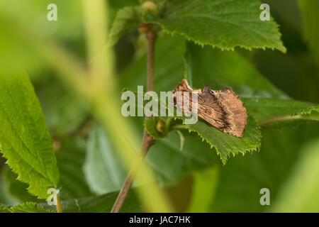 Kamelspinner, Kamel-Zahnspinner, Kamelzahnspinner, Ptilodon Capucina, Lophopteryx Capucina, Coxcomb Prominente, La Crête de Coq, Zahnspinner, Notodonti Stockfoto