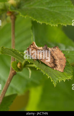 Kamelspinner, Kamel-Zahnspinner, Kamelzahnspinner, Ptilodon Capucina, Lophopteryx Capucina, Coxcomb Prominente, La Crête de Coq, Zahnspinner, Notodonti Stockfoto