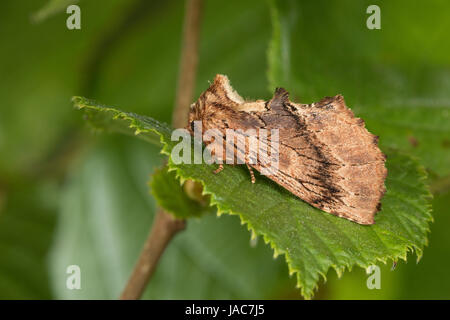 Kamelspinner, Kamel-Zahnspinner, Kamelzahnspinner, Ptilodon Capucina, Lophopteryx Capucina, Coxcomb Prominente, La Crête de Coq, Zahnspinner, Notodonti Stockfoto