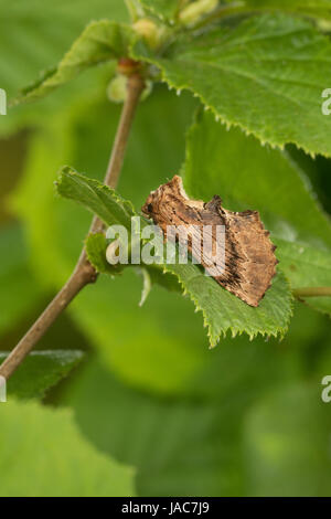 Kamelspinner, Kamel-Zahnspinner, Kamelzahnspinner, Ptilodon Capucina, Lophopteryx Capucina, Coxcomb Prominente, La Crête de Coq, Zahnspinner, Notodonti Stockfoto