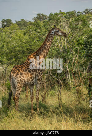 Giraffen auf der Wald von der Hluhluwe-iMfolozi-Park in Südafrika Stockfoto