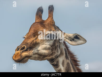 Giraffen auf der Wald von der Hluhluwe-iMfolozi-Park in Südafrika Stockfoto