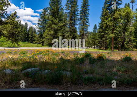 Bei Wawona im Yosemite-Nationalpark in Kalifornien mit Wildblumen und Wawona Golf Course in der Ferne. Stockfoto