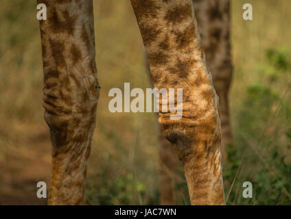 Knie einer Giraffe in der Wald von der Hluhluwe-iMfolozi-Park in Südafrika Stockfoto