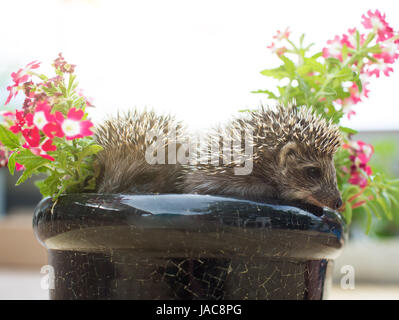 Zwei kleine Igel in den Topf mit Blumen Stockfoto