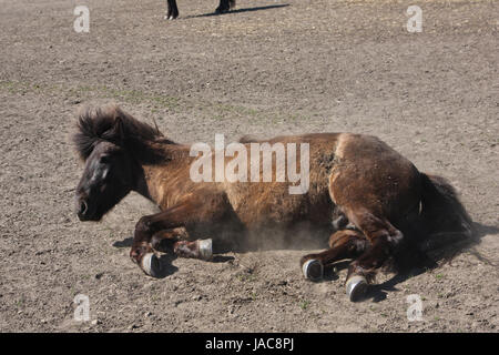 Islandpferd im Frühjahr in Dänemark Stockfoto