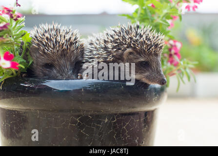 Zwei kleine Igel in den Topf mit Blumen Stockfoto